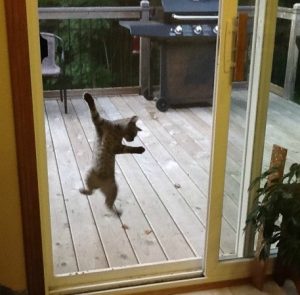 pet proof screen door