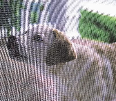 PET window screen heavy duty pets resistant screen mesh